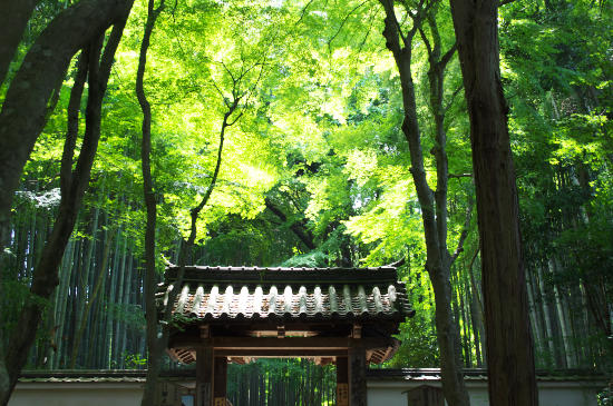 地蔵院　竹の寺