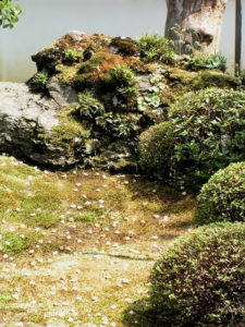 沙羅双樹　-1-_2