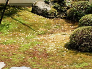 沙羅双樹　-1-_3