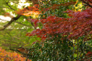 有馬 紅葉 (3)_1