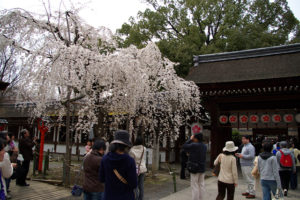 平野神社の桜 (1)_2