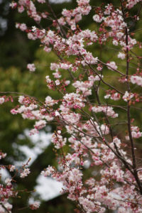 平野神社の桜 (2)_2