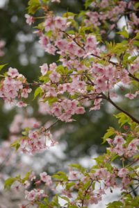 平野神社の桜 (2)_1