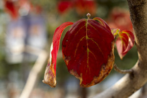 紅葉、始まる。