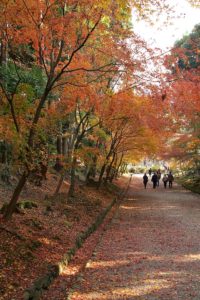 紅葉の絨毯