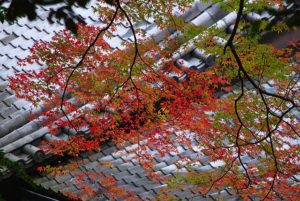 瓦の上の紅葉