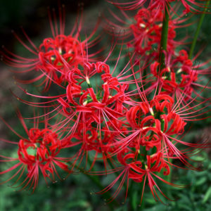 秋色の花 -2-_1