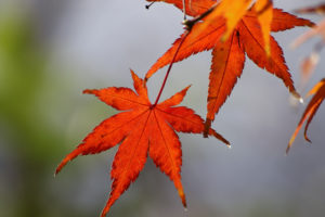 なごりの紅葉