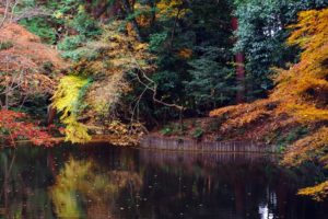 石上神社の紅葉_2