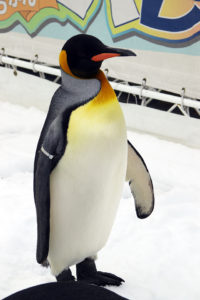 ペンギンさん