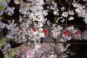 平野神社の桜