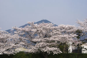 鴨川河川敷の桜_2