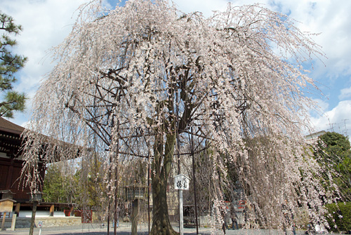 桜の京都 2009 #2