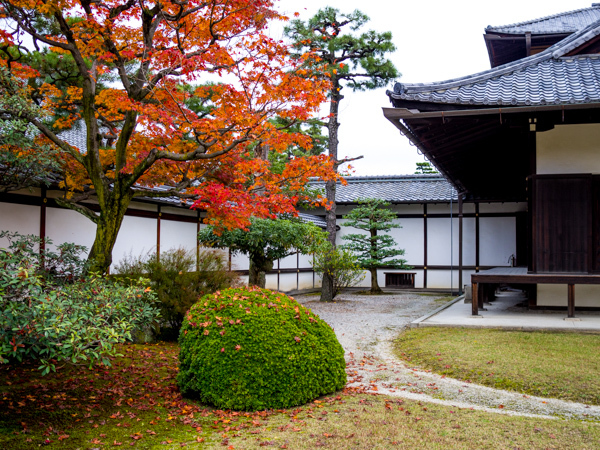 京都・二条城の紅葉