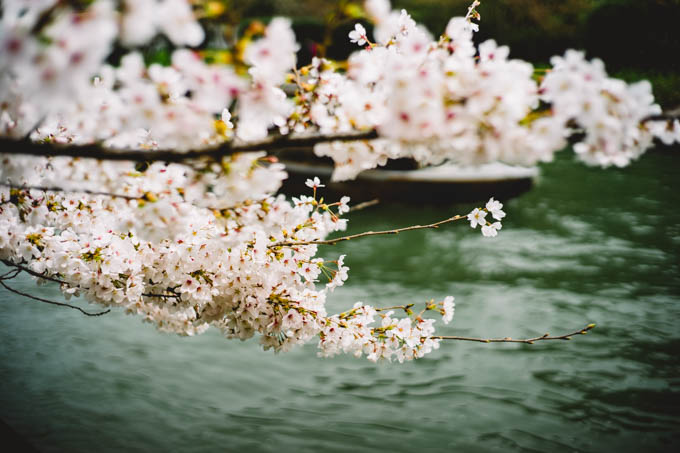 京都伏見の桜 - 2022年春