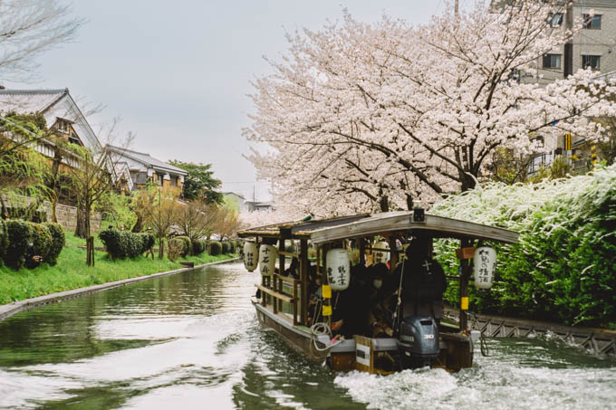 京都伏見の桜 - 2022年春
