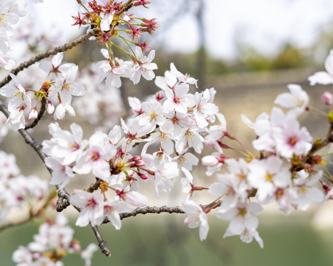 桜を追いかけて春散歩−大阪