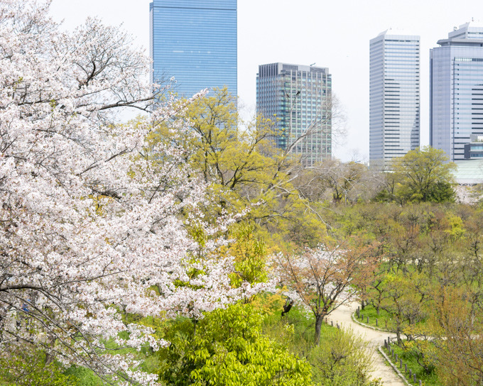 桜を追いかけて春散歩−大阪