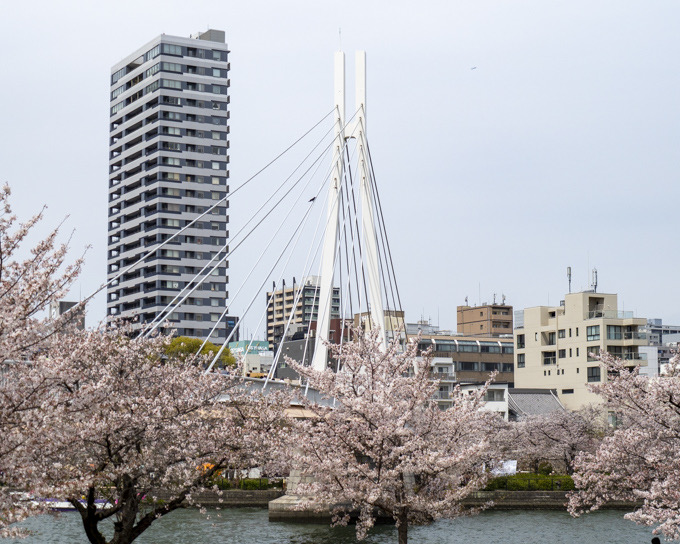 川崎橋と桜