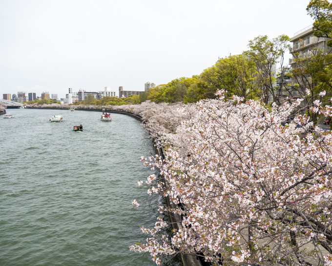 大川と桜景色