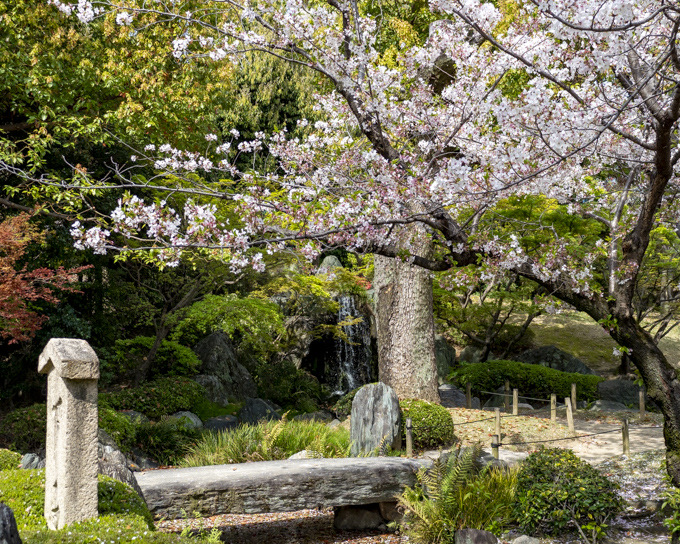 極楽浄土の庭の桜と滝