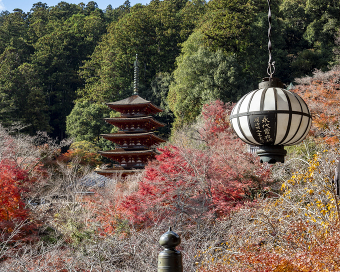 2024年は「秋なし」でした。